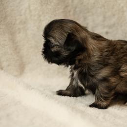 Shih Tzu Puppies from Good Lil Shih Tzu