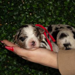 Nugget - Blue merle male Australian Shepherd puppy in Placerville, California from BFF Aussies