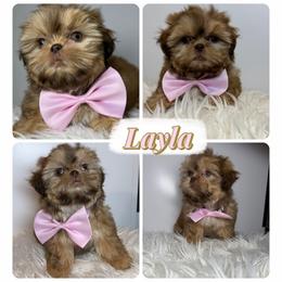 Layla - Liver female Shih Tzu puppy in Austin, Texas from Shih Tzu’s  ‘N’ Love