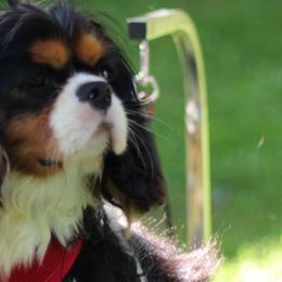 Kevin - Cavalier King Charles Spaniel
