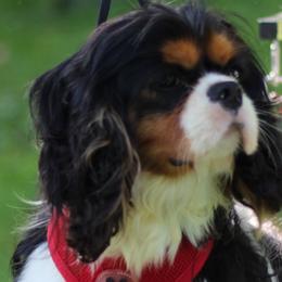 Kevin - Cavalier King Charles Spaniel