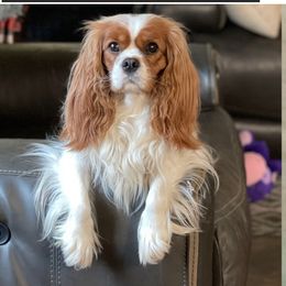 Dolly - Cavalier King Charles Spaniel