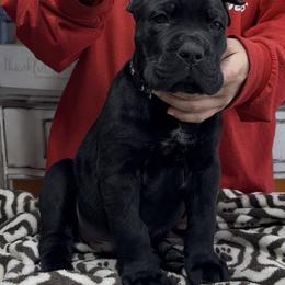 Black collar - Black male Cane Corso puppy in Clewiston, Florida from Far From Average Kennels