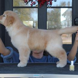Yellow - Golden female Golden Retriever puppy in Sulphur, Louisiana from Lyons Golden Retrievers