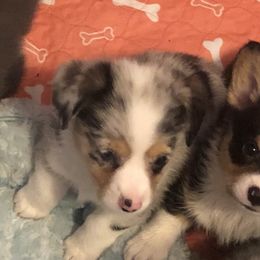 American Corgi and Pembroke Welsh Corgi Puppies from Red White & Bluie Corgi
