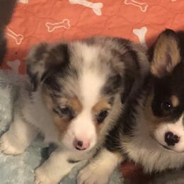American Corgi and Pembroke Welsh Corgi Puppies from Red White & Bluie Corgi
