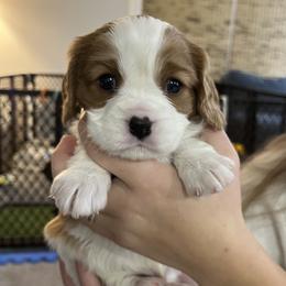 Wulfric - Blenheim male Cavalier King Charles Spaniel puppy in Hixson, Tennessee from Erickson Cavaliers