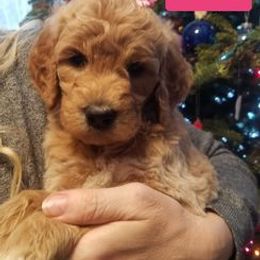 Bernedoodle, Goldendoodle, and Poodle Puppies from Granton Creek