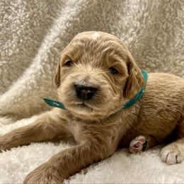 Dasher - Cream male Goldendoodle puppy in The Woodlands, Texas from Gracie's Goldendoodles and Bernedoodles