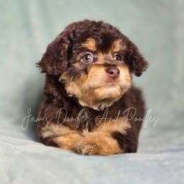 Graham - Red phantom male Aussiedoodle puppy in Cleveland, Georgia from Jam's Doodles And Poodles