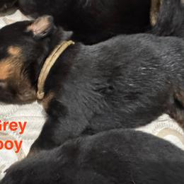 Rottweiler Puppies from Von Der Hügelspitze