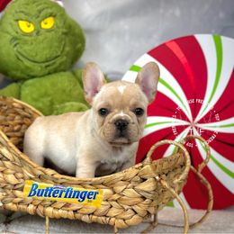 Butterfinger - Cream male French Bulldog puppy in Salem, Oregon from Toy House Frenchies