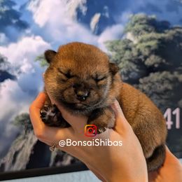 ENZO - Sesame male Shiba Inu puppy in Minnesota from BonsaiShibas