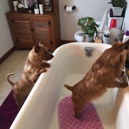 Australian Terrier Puppies from Take 5 Aussies