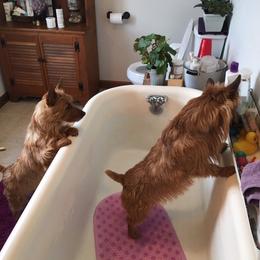 Australian Terrier Puppies from Take 5 Aussies