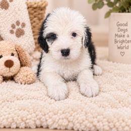 Black - Gray and white male Old English Sheepdog puppy in Iowa from Midwest Puppy Paws