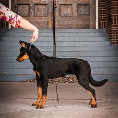 Beauceron Puppies from Beaucerons Des Vents