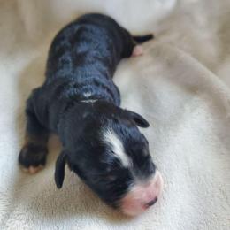 Goldie - Black female Sheepadoodle puppy in Bellevue, Iowa from Fluffy Wonders Poms and Doodles