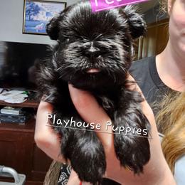 Princess Peach - Black female Shih Tzu puppy in Lebanon, Missouri from Playhouse Puppies