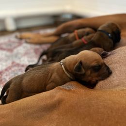 Chihuahua and Rhodesian Ridgeback Puppies from Prestige Chihuahuas & Ridgebacks