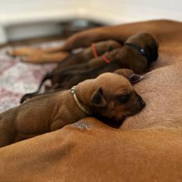 Chihuahua and Rhodesian Ridgeback Puppies from Prestige Chihuahuas & Ridgebacks