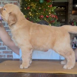 Green - Dark golden female Golden Retriever puppy in Sulphur, Louisiana from Lyons Golden Retrievers