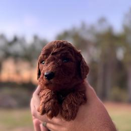 Scarlet - Red  female Poodle puppy in Osyka, Mississippi from Southern Sunshine Standards