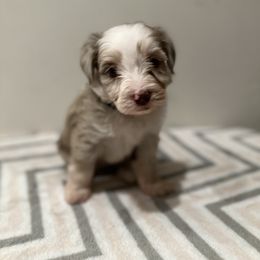 Aussiedoodle, Bordoodle, and Goldendoodle Puppies from Korbella Farm