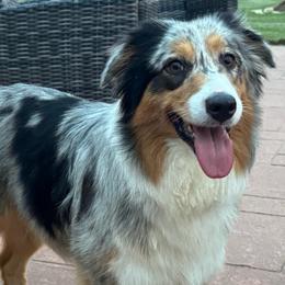 Wren - Blue merle female Australian Shepherd puppy in Rockford, Illinois from Andover Aussies