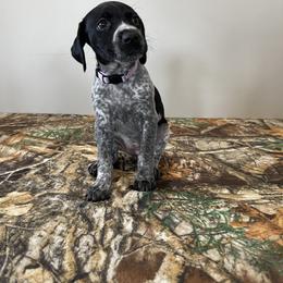 German Shorthaired Pointer Puppies from Jessica Johnson