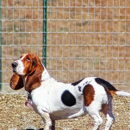 Basset Hounds and Bedlington Terriers from First Class Bassets and Bedlingtons