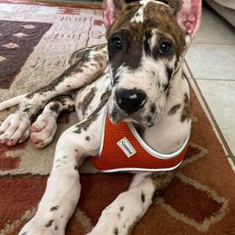 Great Dane Puppies from F&B Kennels