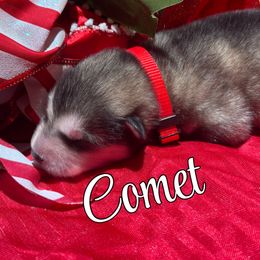 Comet - Gray and white male Alaskan Malamute puppy in Giddings, Texas from Strong Water Malamutes