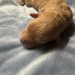 Yellow 1 - Cream male Labradoodle puppy in Shingle Springs, California from California Double Doodles