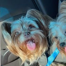 Yorkshire Terriers from Broadway's Little Blessings