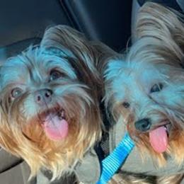 Yorkshire Terriers from Broadway's Little Blessings