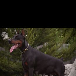 Athena - Doberman Pinscher
