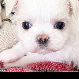 Maltese and Yorkshire Terrier Puppies from Precious Paws Maltese and Yorkies