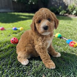Plum - Apricot female Goldendoodle puppy in Gainesville, Florida from Pet Inn Xxweetdoodles