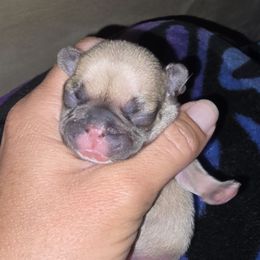 Peanut - Fawn and white female French Bulldog puppy in Yellowstone County, Montana from JNS Frenchies