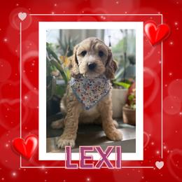 Luna - Gold female Australian Labradoodle puppy in Citrus Heights, California from Elite Blend Labradoodles