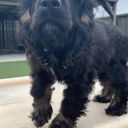 Catahoula Leopard Dog and Cocker Spaniel Puppies from Rich Cat’s