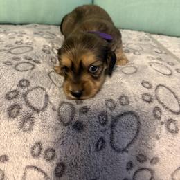 Purple girl - Sable female Dachshund puppy in Live Oak, Florida from The Weenie Herd Mom