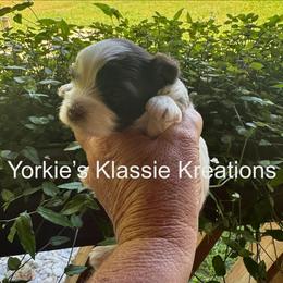 ISABELL - Parti female Yorkshire Terrier puppy in Dierks, Arkansas from Yorkie’s Klassie Kreations
