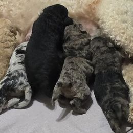 Goldendoodles from 3Dawn Doods