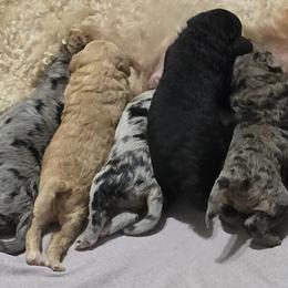 Goldendoodles from 3Dawn Doods