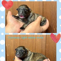 Caraxes - Sable male German Shepherd puppy in Santa Cruz, California from Von Guadachi German Shepherds & Audacity Border Collies