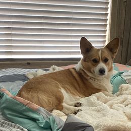 Birdi - Pembroke Welsh Corgi