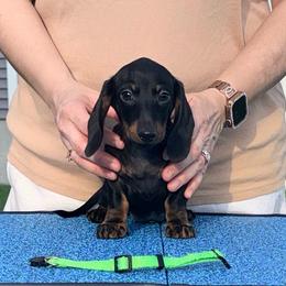 Larry - Black and tan male Dachshund puppy in Toledo, Ohio from Baldox Dachshunds