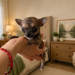 Tiger boy 3 - Chocolate brindled fawn male Chihuahua puppy in Miami, Florida from Natalias Tiny Puppies